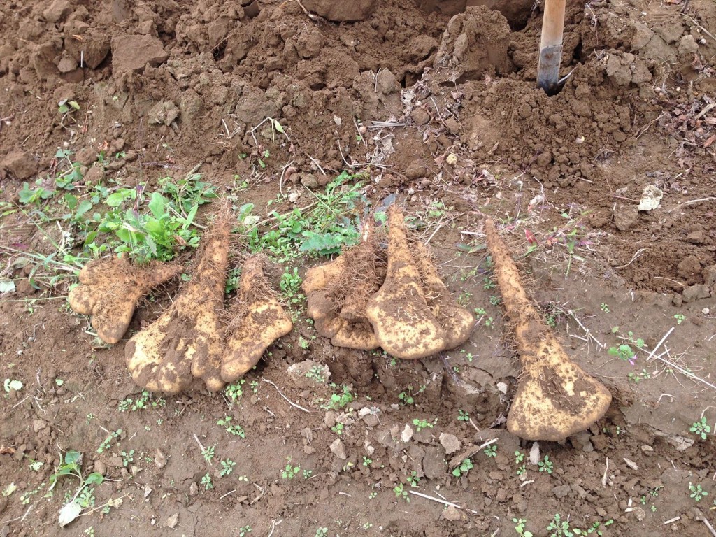 大和芋の皮むきはもう包丁不要!スプーンだけで超キレイに剥ける方法とは?
