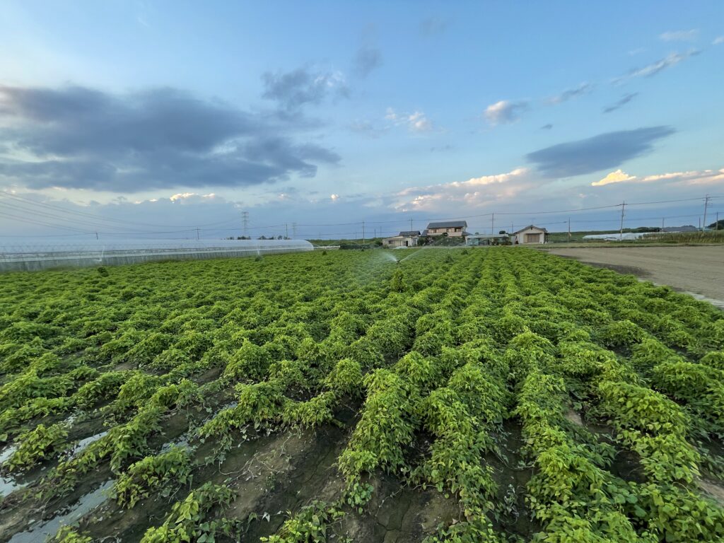 【見た目で簡単判別】大和芋と長芋の違いとは?食感・栄養・使い方も徹底解説!