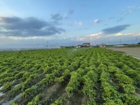 【見た目で簡単判別】大和芋と長芋の違いとは？食感・栄養・使い方も徹底解説！