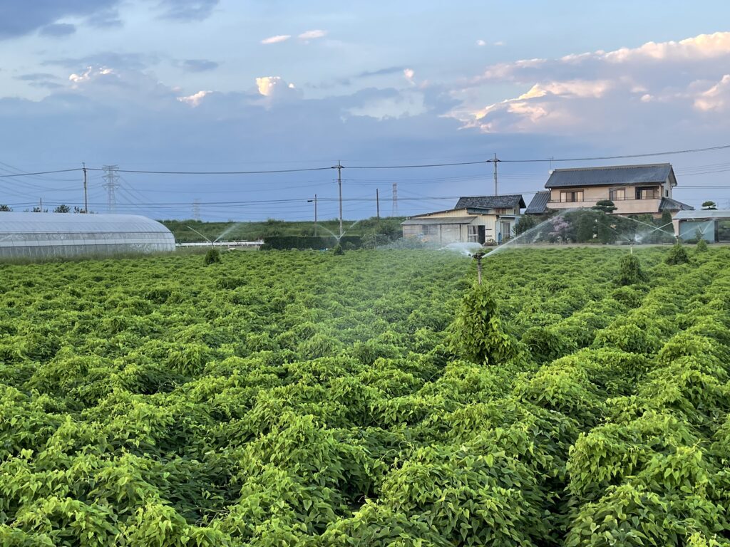 とろろの正体はどっちの芋?長芋と大和芋の違いとおすすめ活用法まとめ