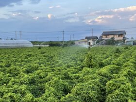とろろの正体はどっちの芋？長芋と大和芋の違いとおすすめ活用法まとめ