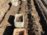 大和芋って家庭菜園でも育てられるの？大和芋の栽培は土壌と水はけがポイント！家庭では難しい